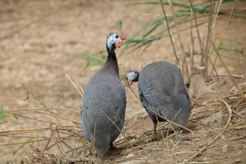 好物夺宝|正宗农家散养珍珠鸡一只,3锑壳疯狂抢