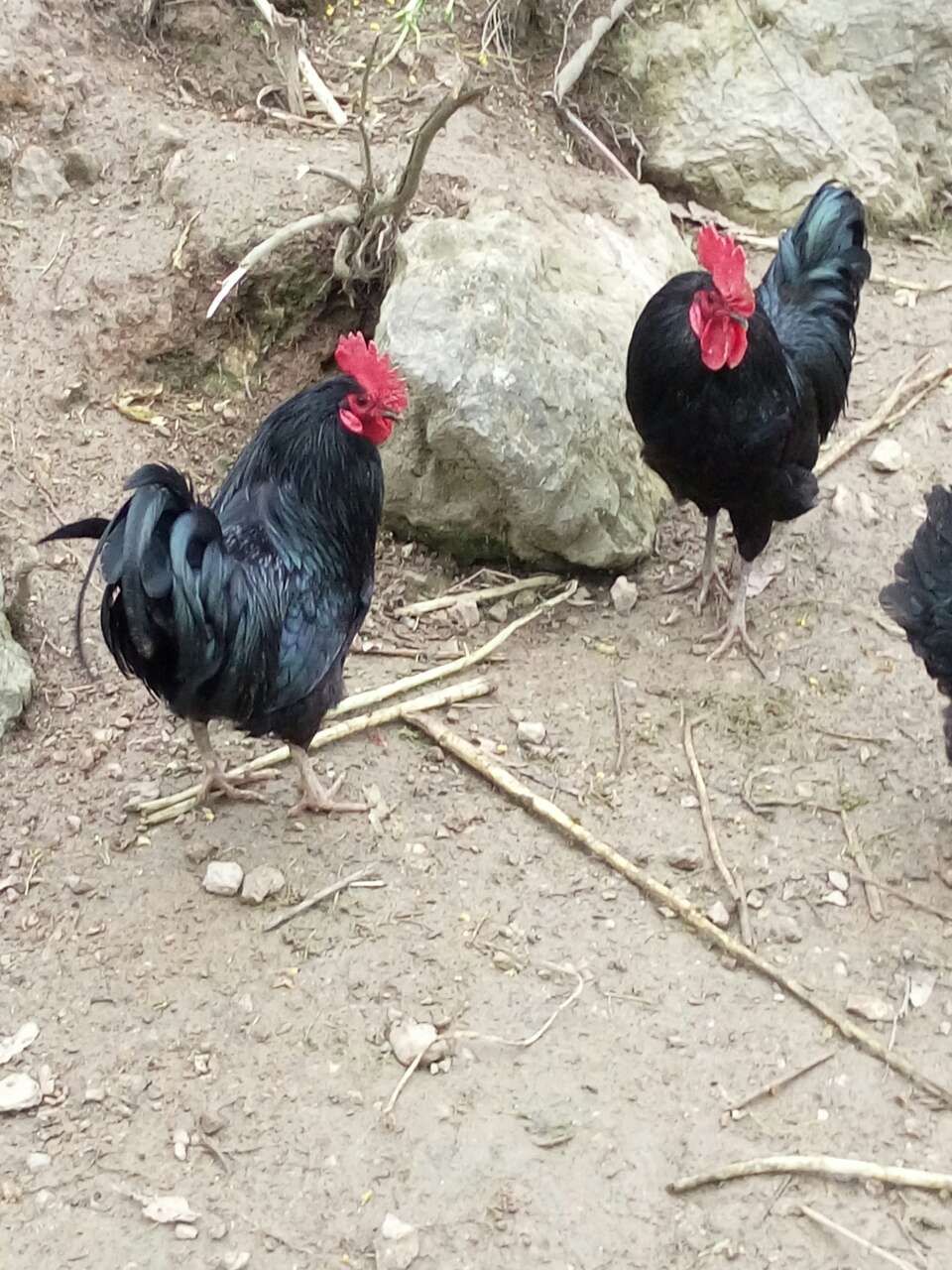 鸡母孵化的本地鸡